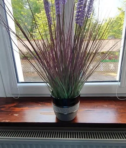 Ada * クドヴァ・ズドゥルイ